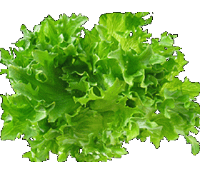 jaasalaatti