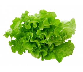 lehtisalatti